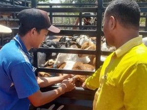 Desa Siru Bakal Jadi Sentra Ternak Kambing, Incar Warung Sate Labuan Bajo