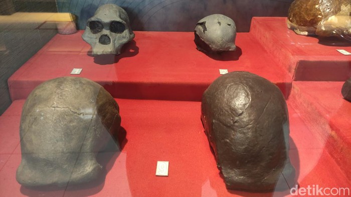 Replika Tengkorak Manusia Fosil Ngawi I di Museum Mpu Tantular Sidoarjo