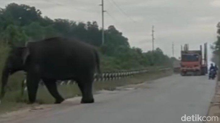 Tangkapan layar gajah melintas di jalan raya di Bengalis, Riau.