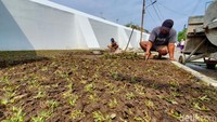Kini area di area tembok jeron beteng itu tengah proses beautifikasi. Tampak pekerja sedang menanami rumput dan tanaman hias. Foto: Anggah/detikJateng