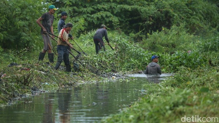 Dinas Sumber Daya Air Kota Bekasi melakukan normalisasi saluran sekunder Krangkeng, Babelan, dengan membabat tanaman liar di sepanjang aliran.