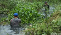 Tanaman tersebut merambat dan menutupi aliran kali hingga 2 kilometer.