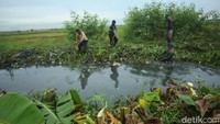 Sepuluh petugas nampak membabat tanaman liar dengan alat seadanya.