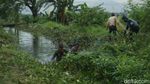 Antisipasi Banjir, Aliran Kali Tertutup Tanaman Liar Dibabat