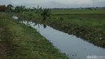 Antisipasi Banjir, Aliran Kali Tertutup Tanaman Liar Dibabat