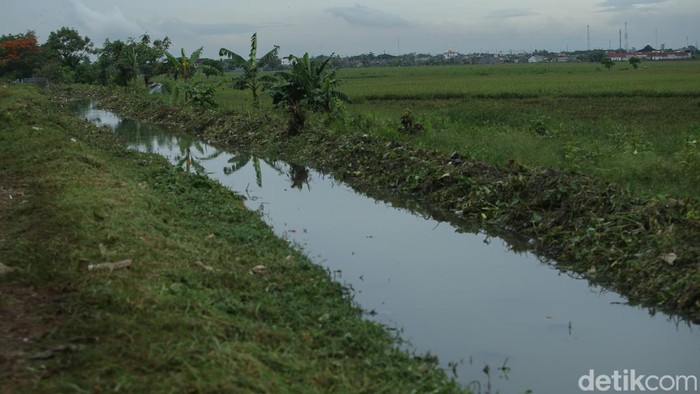 Antisipasi Banjir, Aliran Kali Tertutup Tanaman Liar Dibabat Dinas Sumber Daya Air Kota Bekasi melakukan normalisasi saluran sekunder Krangkeng, Babelan, dengan membabat tanaman liar di sepanjang aliran.