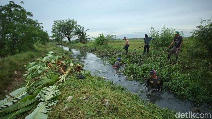Antisipasi Banjir, Aliran Kali Tertutup Tanaman Liar Dibabat Dinas Sumber Daya Air Kota Bekasi melakukan normalisasi saluran sekunder Krangkeng, Babelan, dengan membabat tanaman liar di sepanjang aliran.