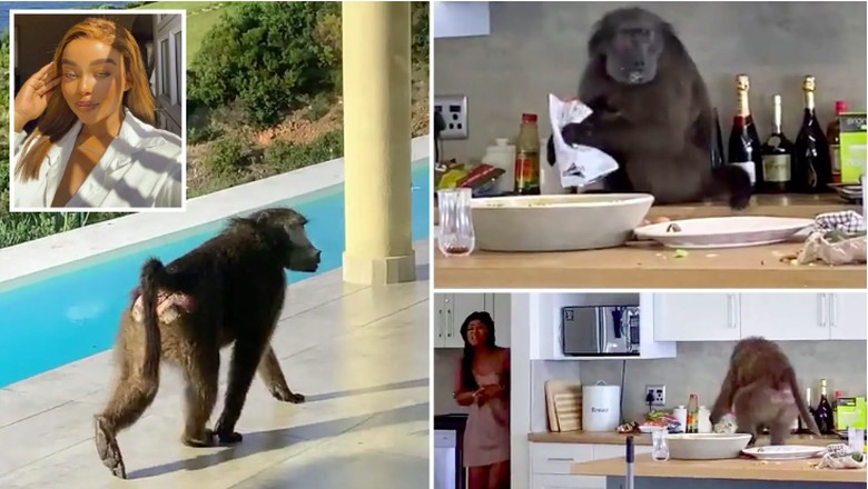 Babun masuk ke villa turis di Afrika Babun masuk ke villa turis di Afrika