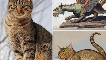 Kucing dan Naga disatukan begini hasilnya. Foto: Ai molodca