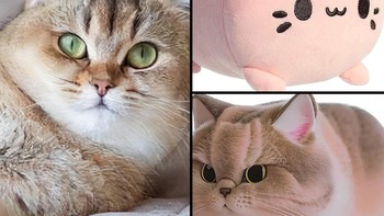 Kucing dan banyal disatukan. Foto: Ai molodca