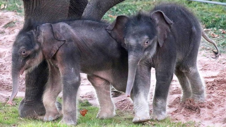 Langka, gajah asia lahir kembar