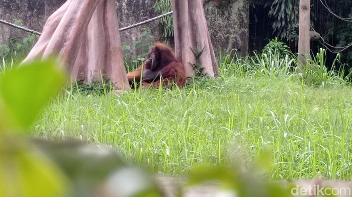 Ozon, orang utan legendaris di Kebun Binatang Bandung.