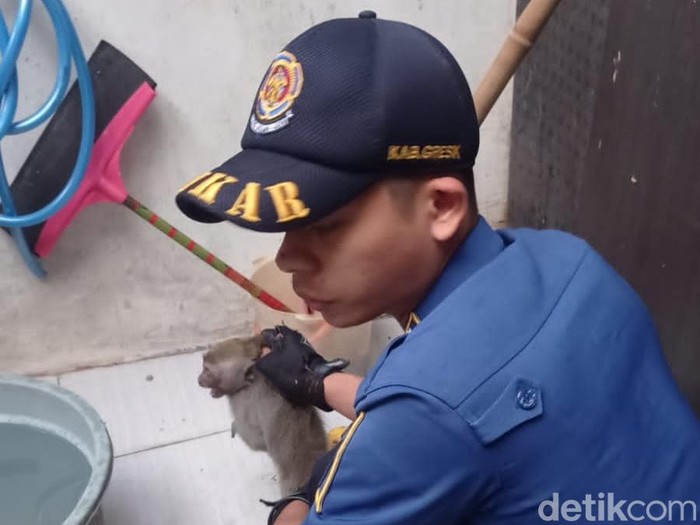 Petugas Damkar Gresik evakuasi monyet liar yang masuk rumah warga