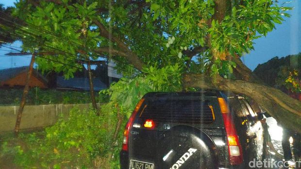 pohon tumbang di kota probolinggo