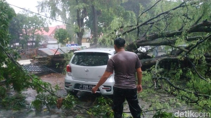 pohon tumbang di kota probolinggo