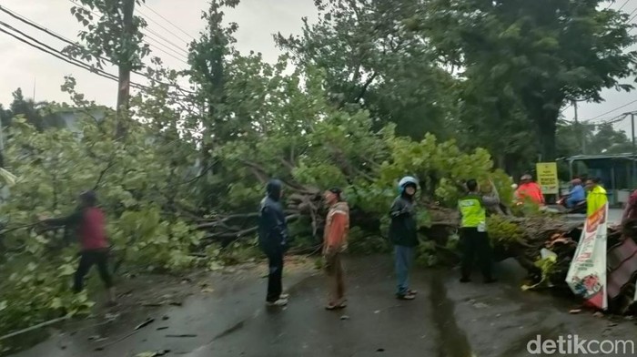 pohon tumbang di pasuruan