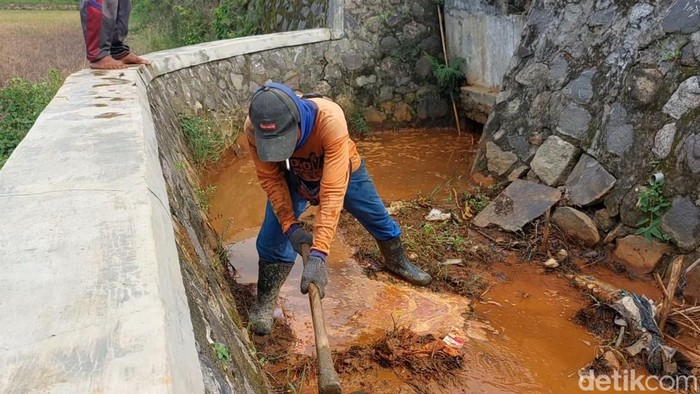 ratusan hektare sawah di lamongan tercemar limbah