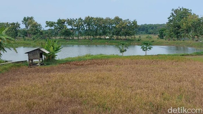 ratusan hektare sawah di lamongan tercemar limbah