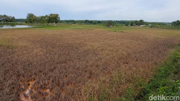 ratusan hektare sawah di lamongan tercemar limbah