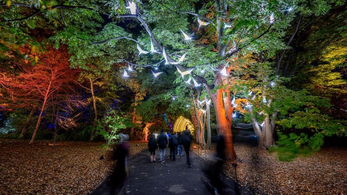 Taman Botani Brooklyn, New York, Amerika Serikat, tampil dengan instalasi tata cahaya warna-warni yang memukau. Penasaran?
