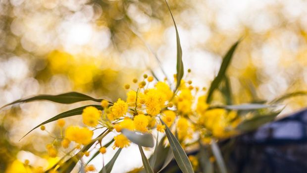 Mimosa, Acacia dealbata. Branch with yellow flowers.