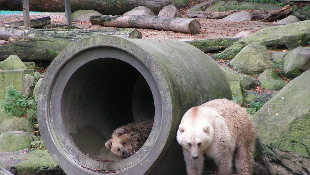 Perubahan Iklim Munculkan Spesies Beruang Pizzly, Begini Rupanya