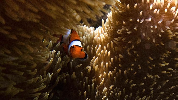 Cantiknya Alam Bawah Laut di Pantai Balanan Pengunjung melakukan aktivitas snorkelling di Pantai Balanan, Taman Nasional Baluran, Situbondo, Jawa Timur, Kamis (17/11/2022). Pantai tersebut memiliki potensi wisata pesona bawah laut yang menawarkan keragaman biota laut yang masih alami. ANTARA FOTO/Budi Candra Setya