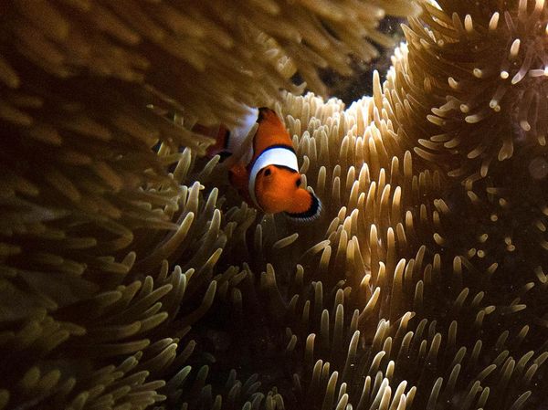 Cantiknya Alam Bawah Laut di Pantai Balanan Situbondo