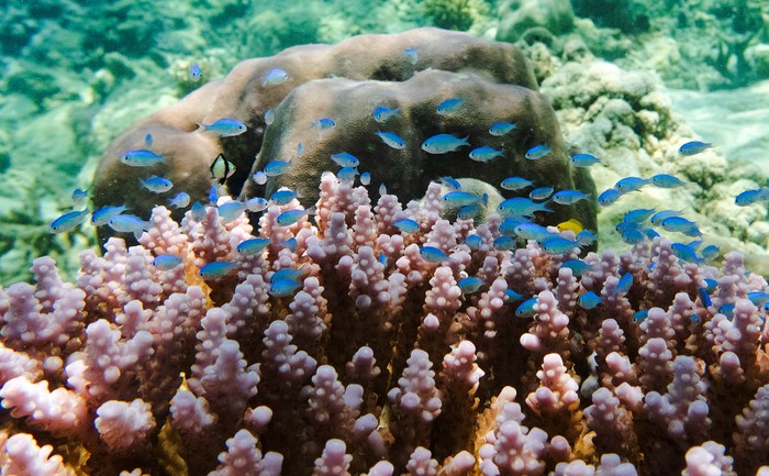 Pengunjung melakukan aktivitas snorkelling di Pantai Balanan, Taman Nasional Baluran, Situbondo, Jawa Timur, Kamis (17/11/2022). Pantai tersebut memiliki potensi wisata pesona bawah laut yang menawarkan keragaman biota laut yang masih alami. ANTARA FOTO/Budi Candra Setya
