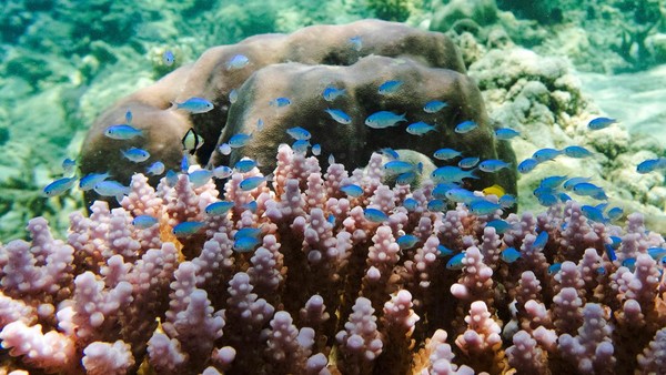 Pantai tersebut memiliki potensi wisata pesona bawah laut yang menawarkan keragaman biota laut yang masih alami.