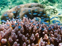 KKP Gandeng WWF Tekan Perdagangan Biota Laut Terancam Punah