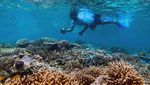 Cantiknya Alam Bawah Laut di Pantai Balanan Situbondo
