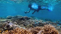Wisatawan melakukan aktivitas snorkelling di Pantai Balanan, Taman Nasional Baluran, Situbondo, Jawa Timur, Kamis (17/11/2022).