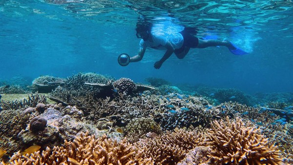 Wisatawan melakukan aktivitas snorkelling di Pantai Balanan, Taman Nasional Baluran, Situbondo, Jawa Timur, Kamis (17/11/2022).