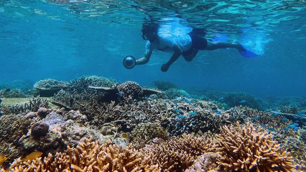 Pengunjung melakukan aktivitas snorkelling di Pantai Balanan, Taman Nasional Baluran, Situbondo, Jawa Timur, Kamis (17/11/2022). Pantai tersebut memiliki potensi wisata pesona bawah laut yang menawarkan keragaman biota laut yang masih alami. ANTARA FOTO/Budi Candra Setya