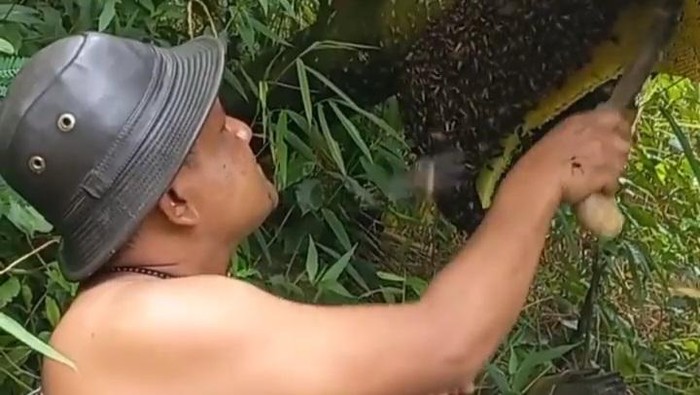 Cerita Warga Saksikan Kehebatan Ewok Jarot Jinakkan Lebah di Hutan