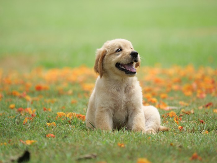 Ilustrasi anak anjing