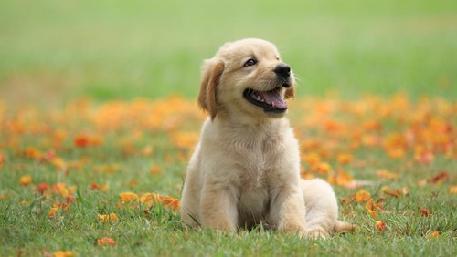 Ilustrasi anak anjing