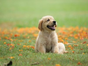 Cari Nama untuk Anjing? Ini 100 Nama Lucu yang Bisa Jadi Pilihan!