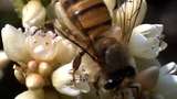 Lebah Madu Jago Bertahan Hidup di Daerah Dingin, Begini Sebabnya
