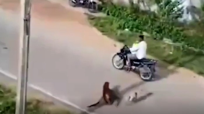 Macan Tutul Serang Pemotor