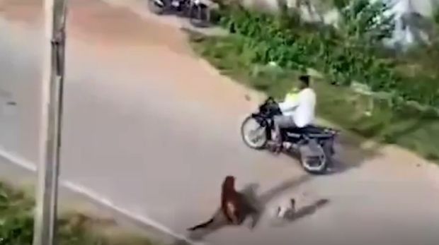 Macan Tutul Serang Pemotor