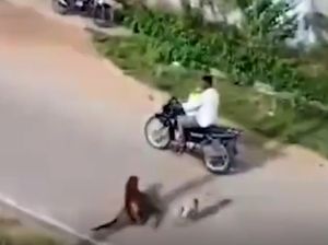 Viral Desa di India Diteror Macan Tutul, Pemotor Lewat Langsung Diserang