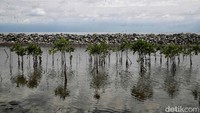 Berdasarkan pantauan di lapangan ada dua kemungkinan mengapa abrasi pantai di Desa Cemara Jaya ini sangat parah. Pertama, fenomena alam pasang surut air laut yang diakibatkan interaksi antara gravitasi bumi dan siklusnya. Kedua, akibat ulah manusia yang mengeksploitasi ekosistem laut secara besar-besaran seperti pengerukan pasir pantai, pembangunan infrastruktur, perusakan hutan bakau, bahkan pemanasan global juga menjadi salah satu pemicu abrasi pantai misalnya seperti aktivitas kendaraan bermotor atau dari pabrik-pabrik industri.