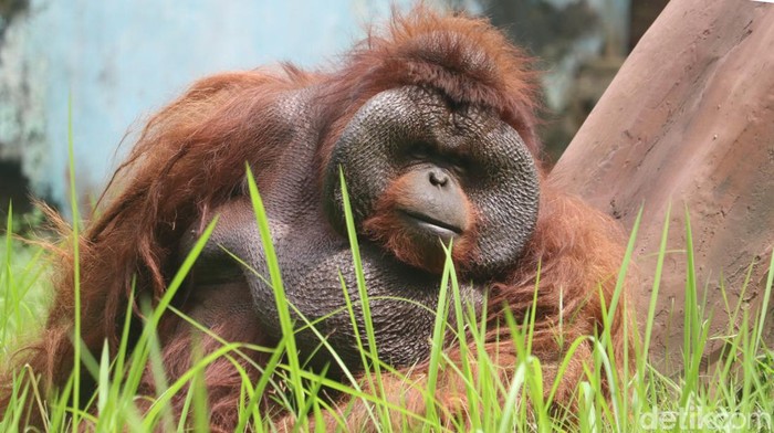 Ozon, orang utan legendaris di Kebun Binatang Bandung.