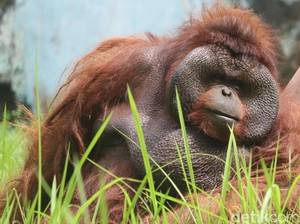 Studi: Orang Utan Pun Punya Gaya Seni, Bisa Berubah Tiap Musim