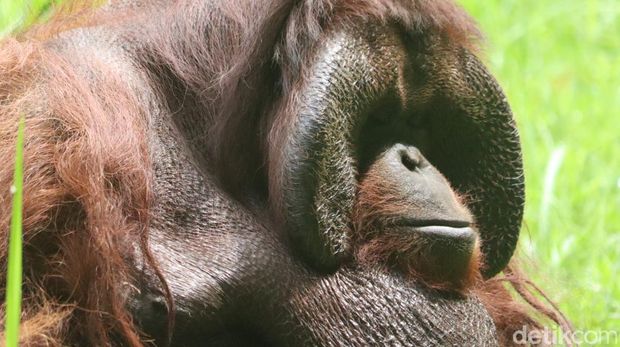 Ozon, orang utan legendaris di Kebun Binatang Bandung.
