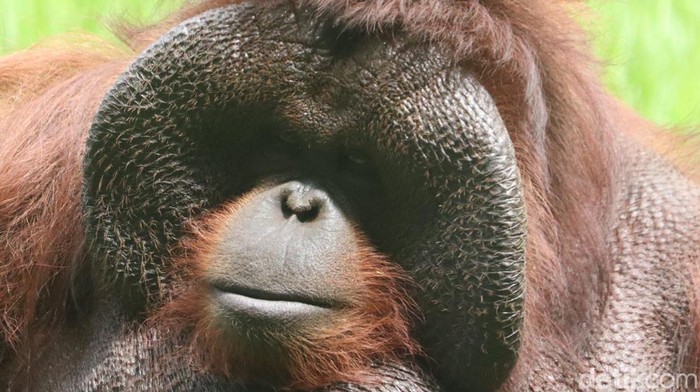 Ozon, orang utan legendaris di Kebun Binatang Bandung.