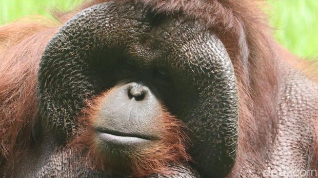 Ozon, orang utan legendaris di Kebun Binatang Bandung.