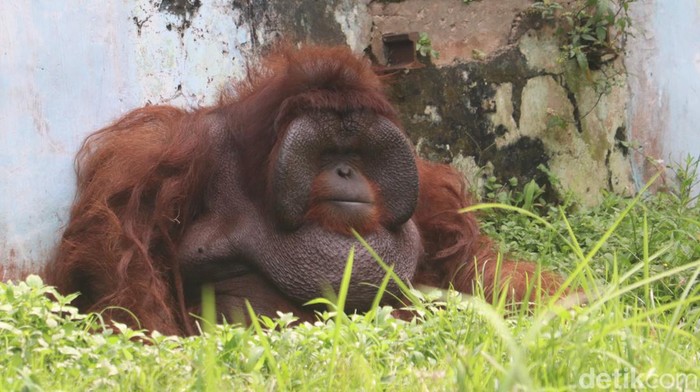 Ozon, orang utan legendaris di Kebun Binatang Bandung.